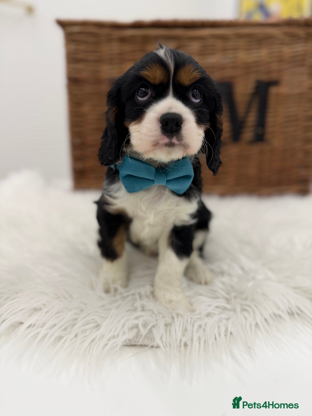 Cavalier King Charles Spaniel dogs for sale: Health tested Cavalier king charles - Advert 7