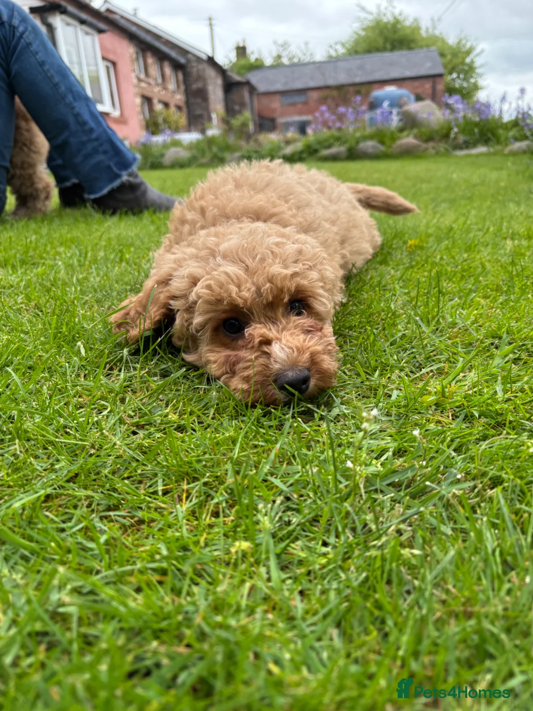 Cockapoo dogs for sale: Cockapoo Puppies – Ready Now - Advert 2