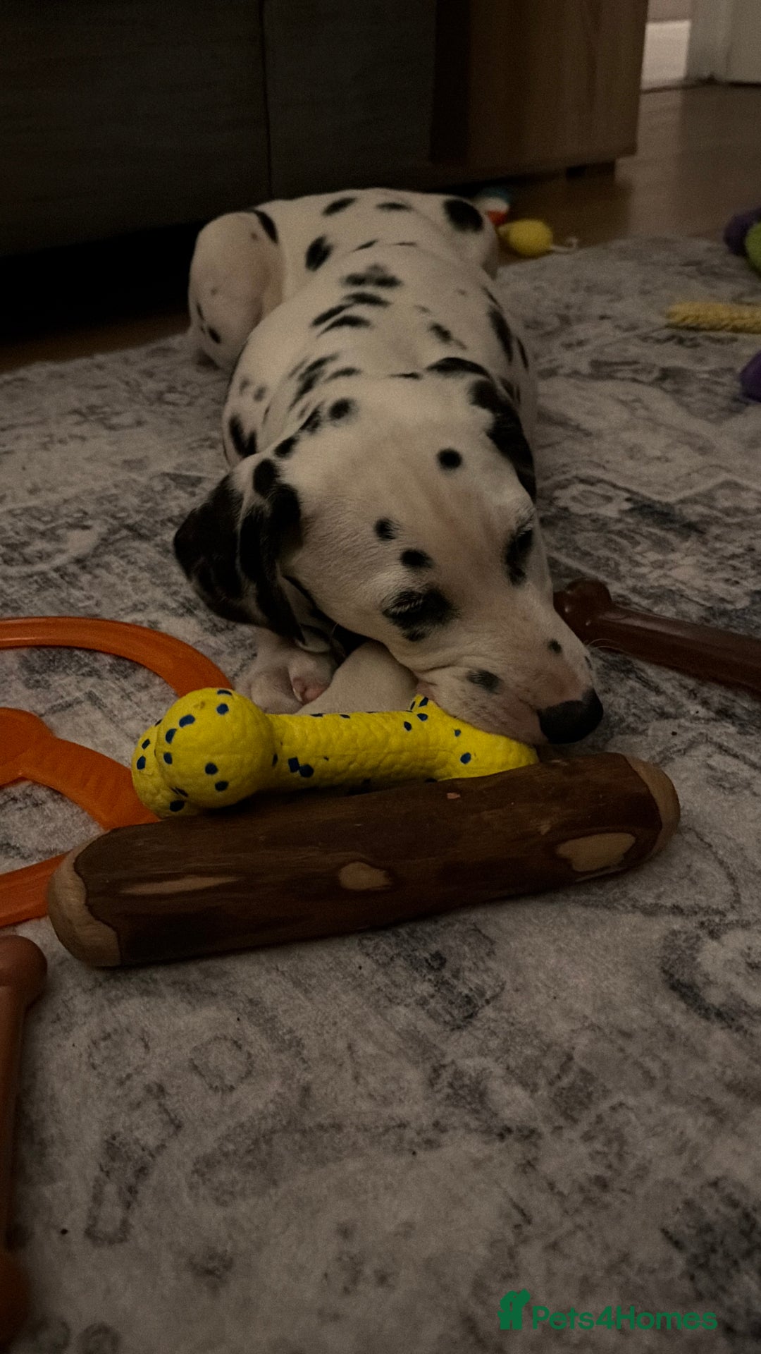 Dalmatian dogs for sale: Male KC Registered Dalmatian Puppy - Advert 6