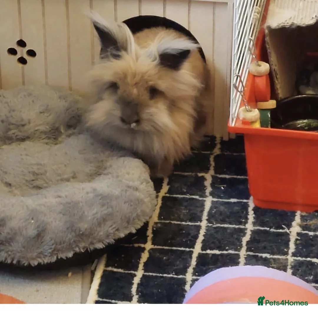 Lionhead rabbits for sale: double mane lionhead and norwegian white in Barnstaple - Advert 2
