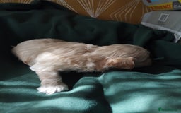 Mixed Breed dogs for sale: Lovely havapoo only 3 boys left READY TO GO - Image 7