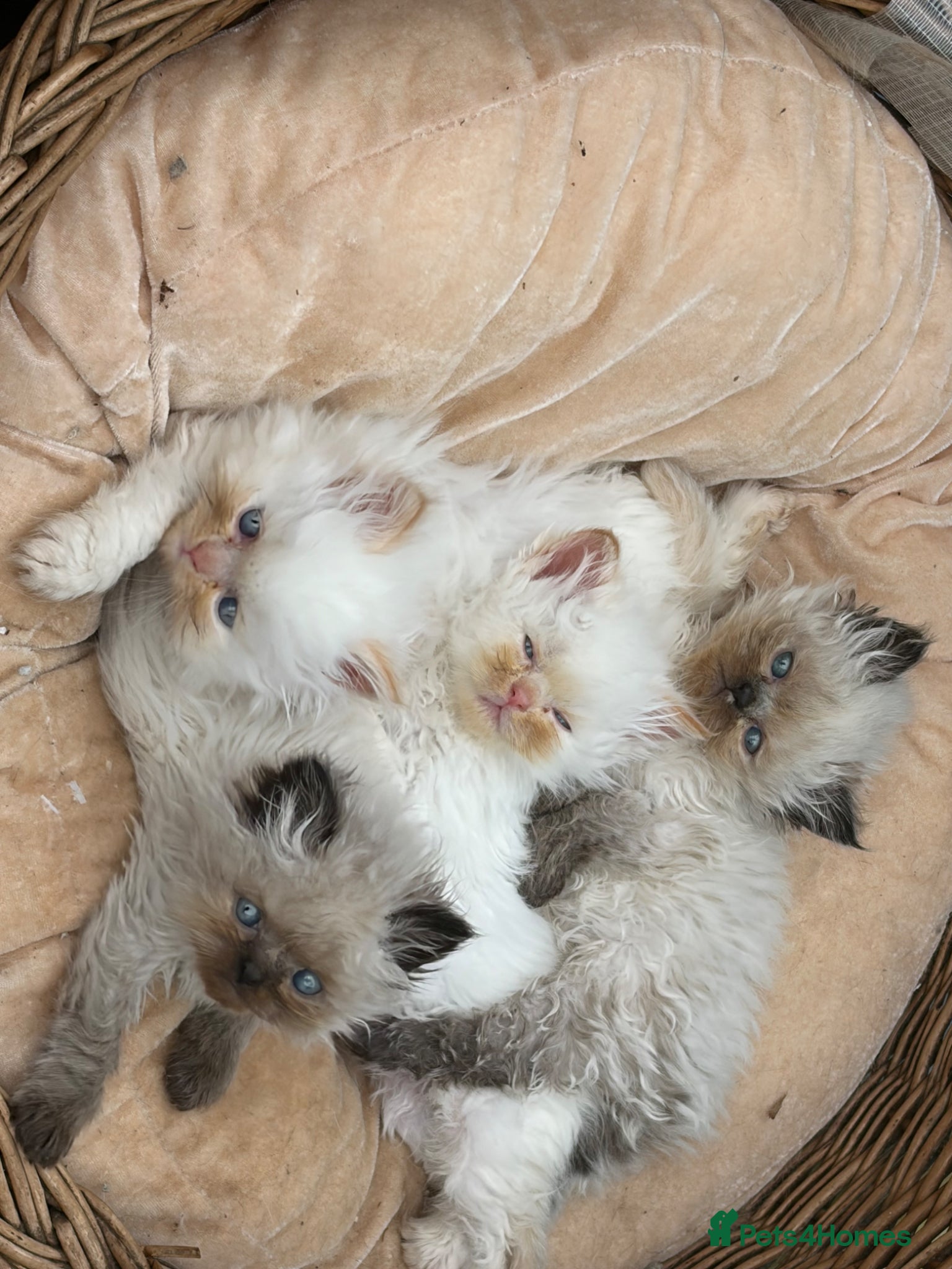 Persian cats Stunning colour point Persian kittens - Advert 2