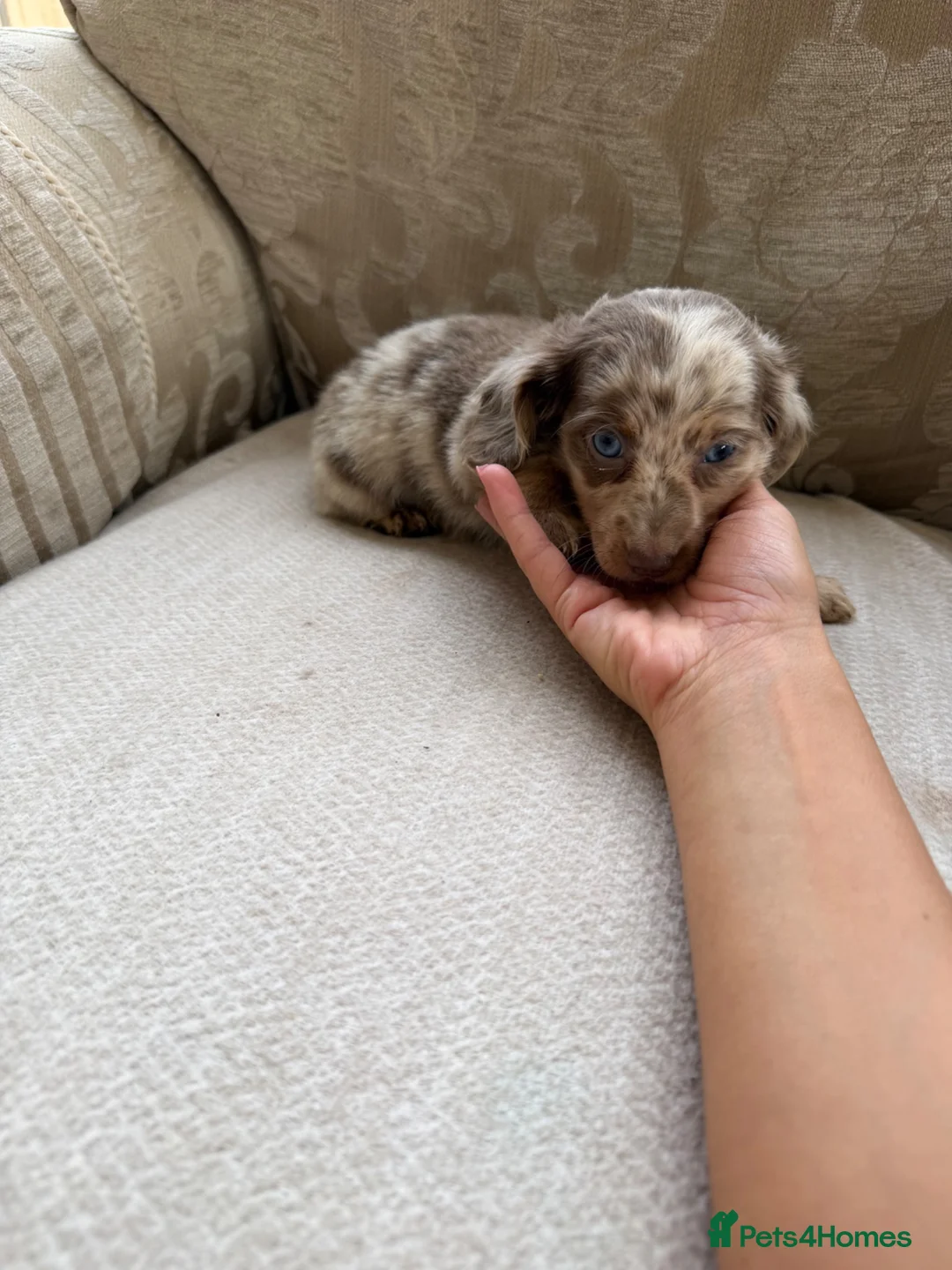 Miniature Dachshund dogs for sale: Kc registered miniature dashhound long haired  - Advert 8