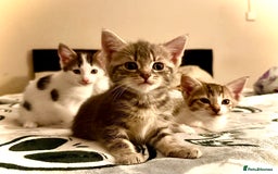 Mixed Breed cats for sale: 4 gorgeous tabby kittens - Image 16