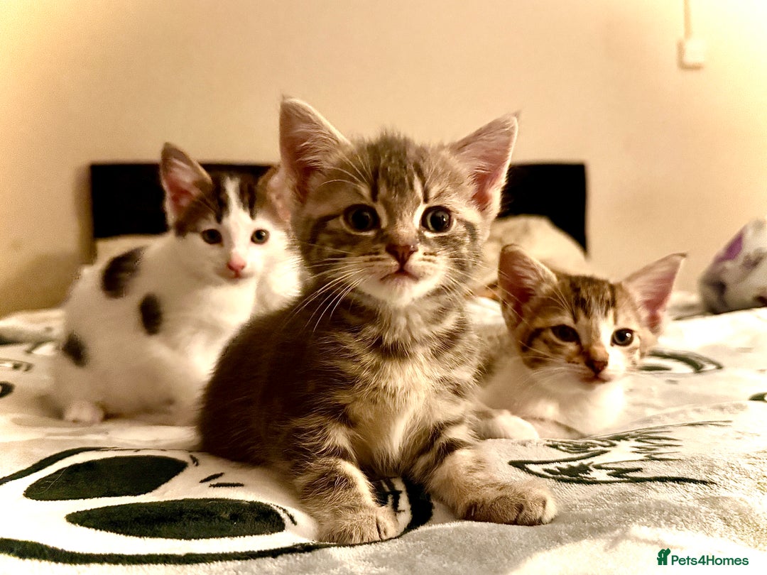 Mixed Breed cats for sale: 4 gorgeous tabby kittens - Image 16