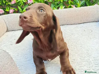 Miniature Dachshund dogs READY NOW MINI PIN COAT KC REG LAFORA PRA CL - Advert 14