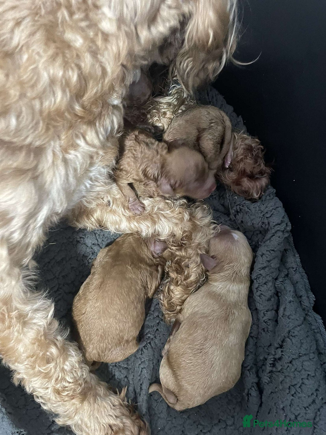 Cavapoo dogs for sale: Red F2B Cavapoo  - Image 4