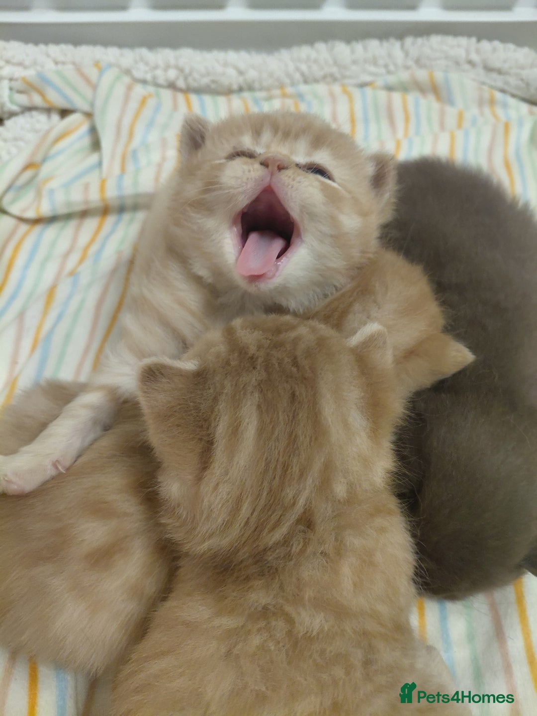 British Shorthair cats for sale: British shorthair kittens  - Advert 2