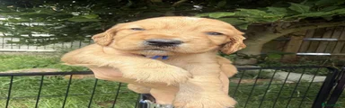 Puppy 2