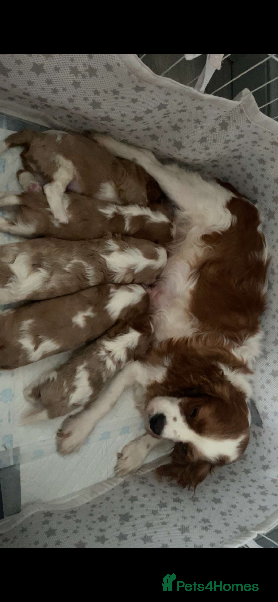 Cavalier King Charles Spaniel dogs for stud: Beautiful Cavalier King Charles for stud - Advert 7