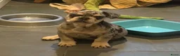 French Bulldog dogs for sale: Last frenchie available!! - Advert 11