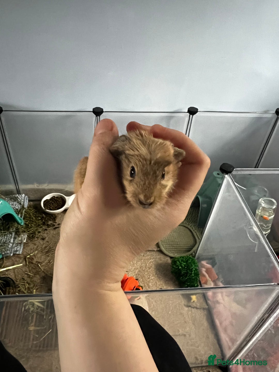 Guinea Pig rodents for sale: Male baby guinea pig - Advert 1