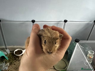 Guinea Pig rodents Male baby guinea pig - Advert 1