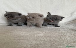British Shorthair cats for sale: Gorgeous purebred British shorthair kittens - Image 5