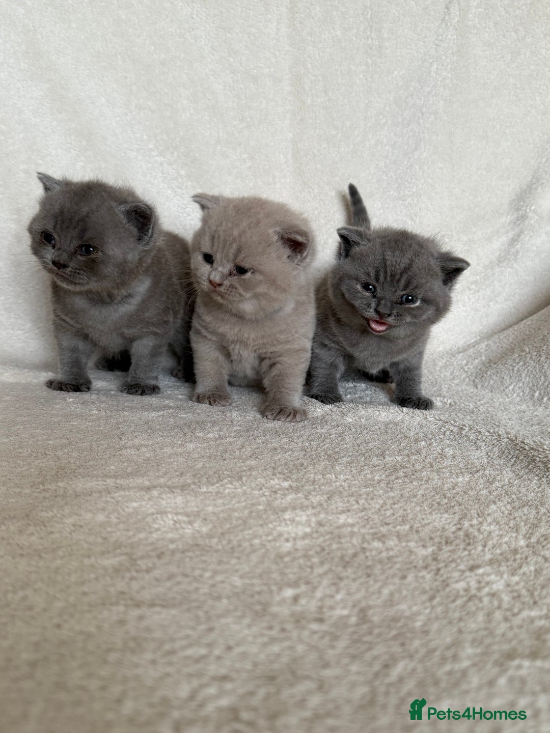 British Shorthair cats for sale: Gorgeous purebred British shorthair kittens - Image 5