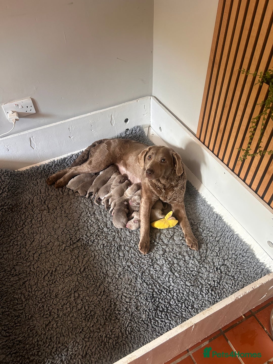 Labrador Retriever dogs for sale: Stunning litter  - Image 11
