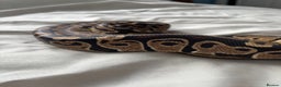 Python Snake reptiles for sale: Young Ball pythons  - Advert 5