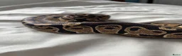 Python Snake reptiles for sale: Young Ball pythons  - Advert 5