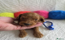 Mini Goldendoodle dogs for sale: 👑Superb Rare Toy/Mini Deepest Red Goldendoodles👑 - Image 27