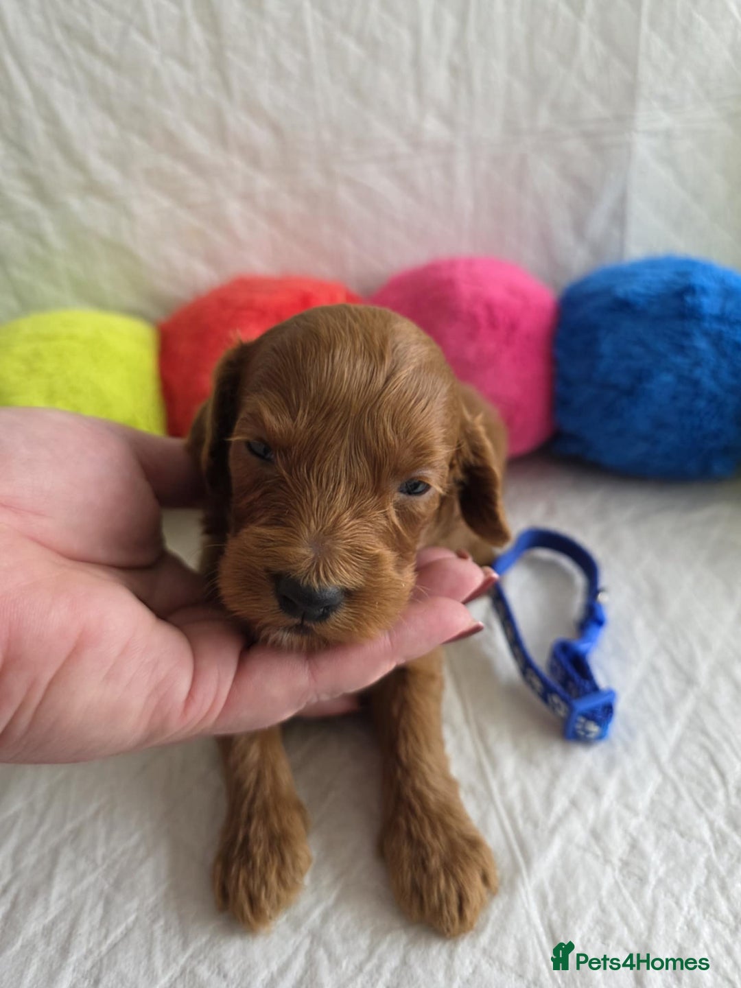 Mini Goldendoodle dogs for sale: 👑Superb Rare Toy/Mini Deepest Red Goldendoodles👑 - Image 27
