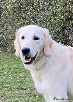 Golden Retriever dogs Championline puppies in London - Advert 3