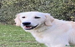 Golden Retriever dogs for sale: Championline puppies in London - Image 1