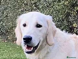 Golden Retriever dogs in London - Advert 3