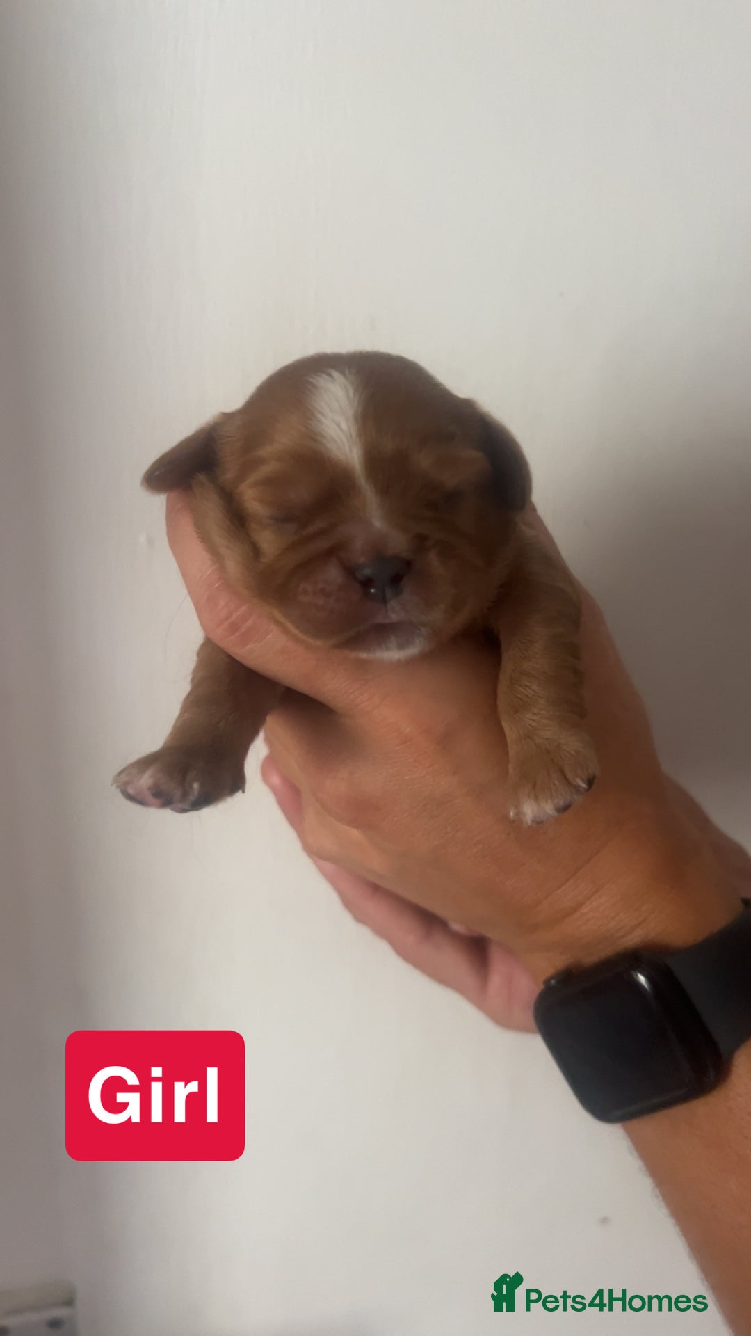 Cavalier King Charles Spaniel dogs for sale: Mixed colour Cavaliers  - Image 8