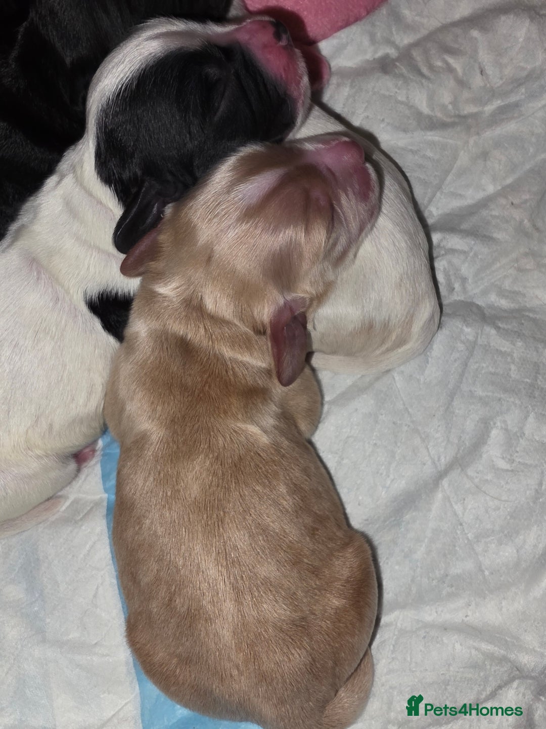 Cocker Spaniel dogs for sale: Cocker Spaniel Puppies - Advert 6