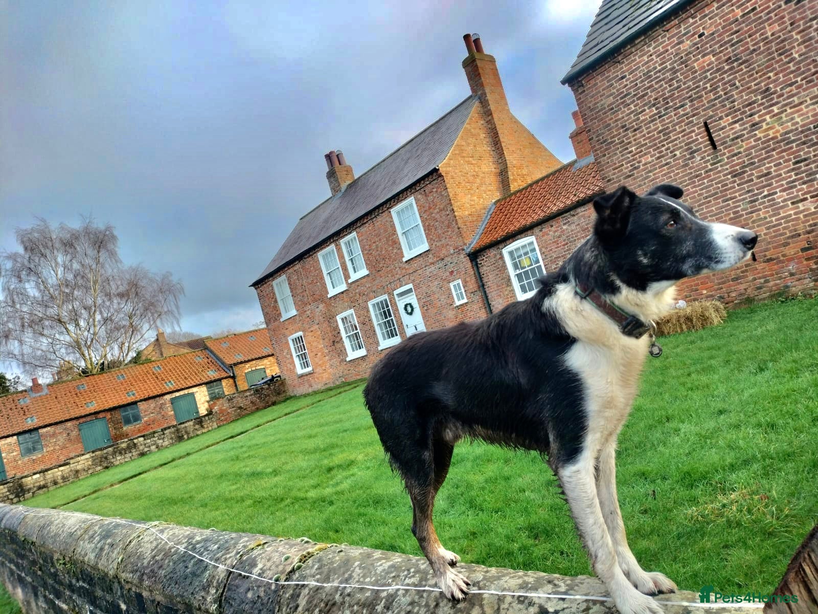Border Collie dogs Isds registered pedigree border collie  - Advert 1