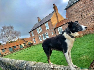 Border Collie dogs Isds registered pedigree border collie - Advert 2