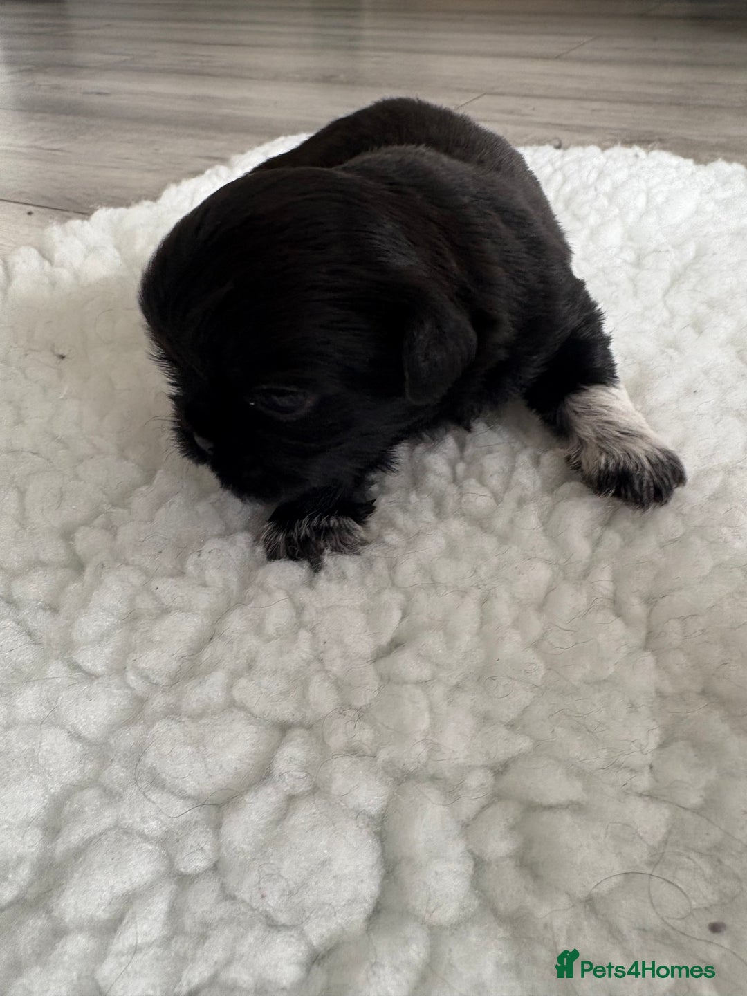 Shih Tzu dogs for sale: Shih tzu puppies for sale  - Image 11