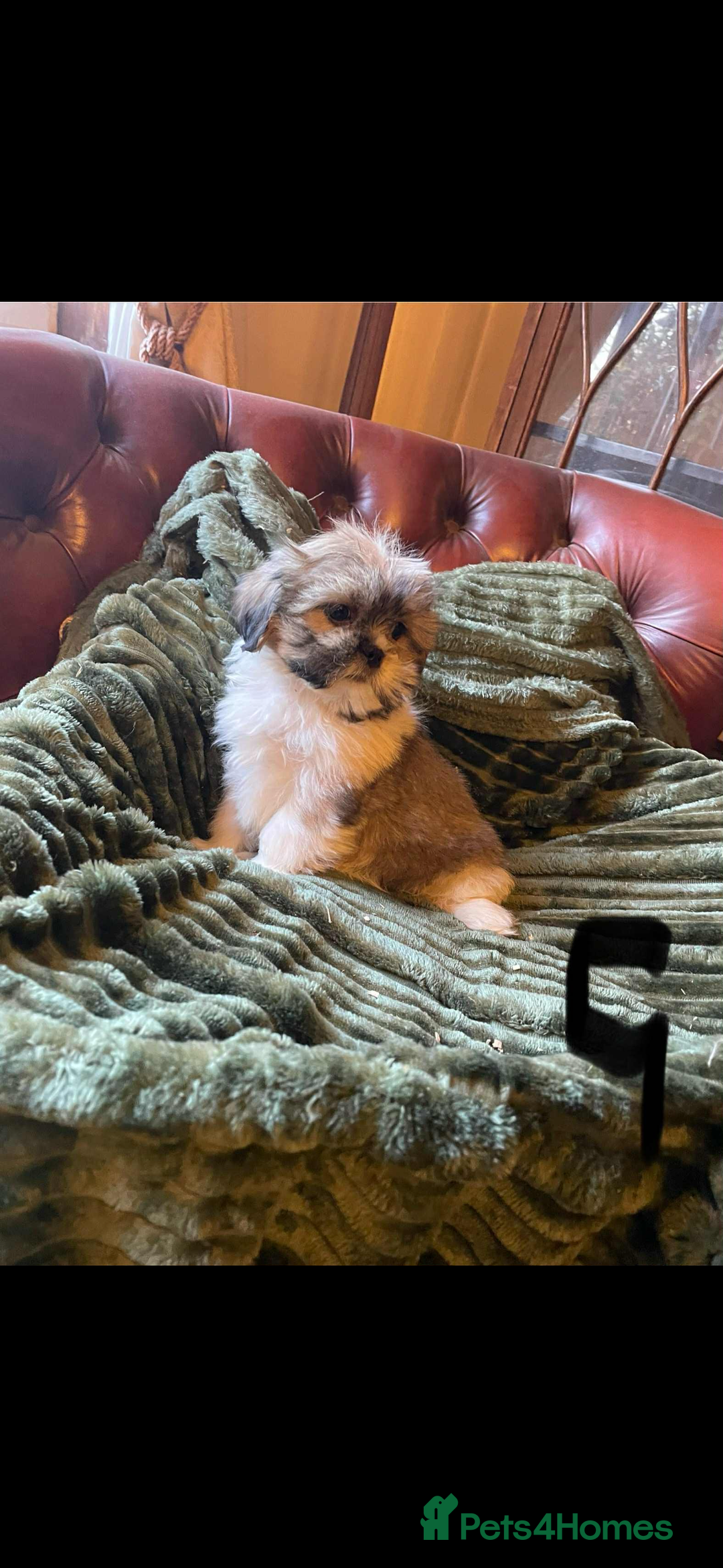 Mixed Breed dogs for sale: Shih Tzu cross Lhasa Apso puppies  - Advert 4