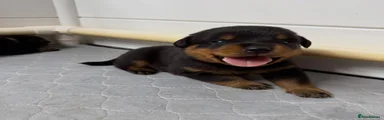 Rottweiler 5