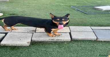 Mixed Breed dogs - Advert 1