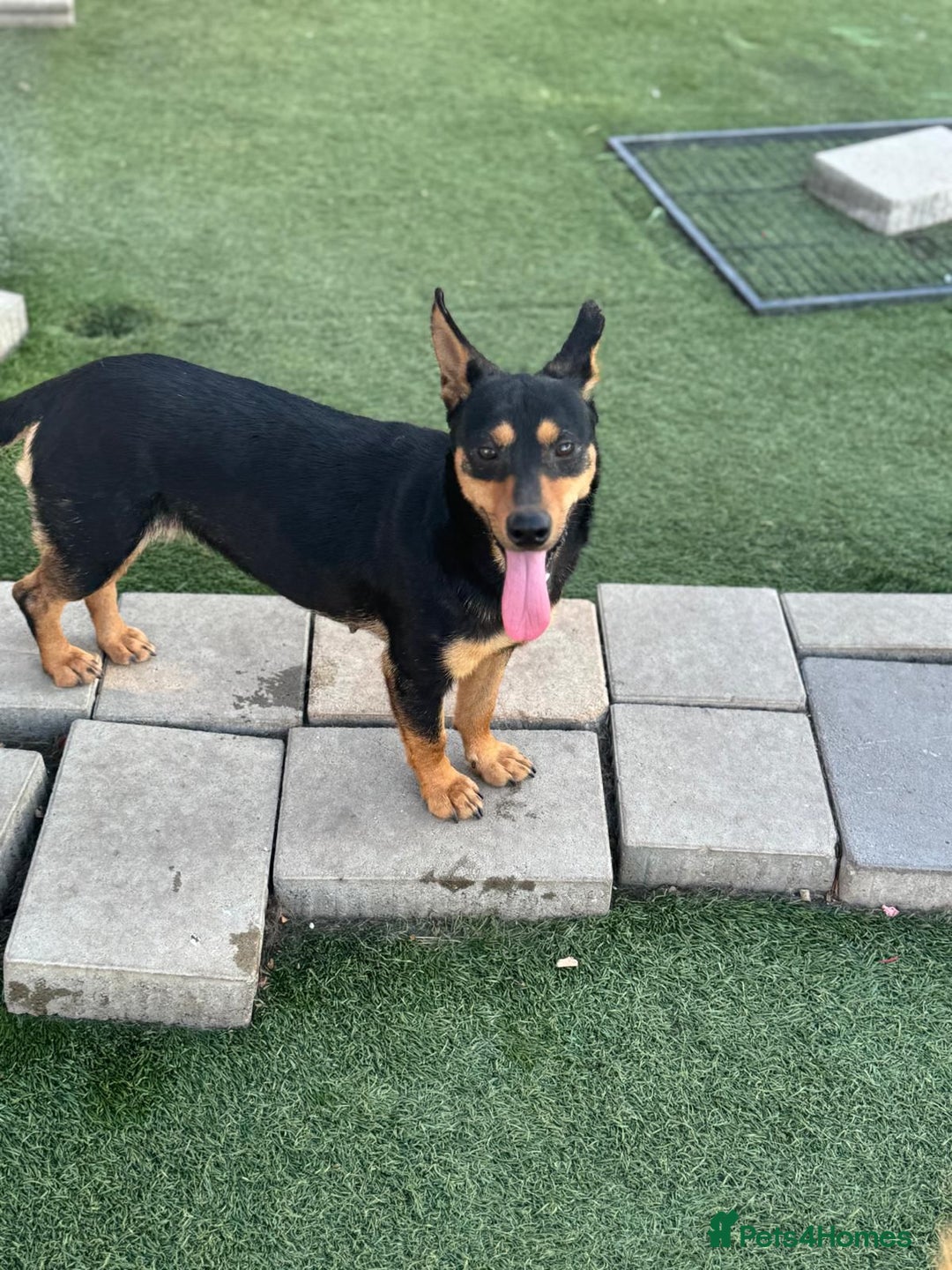 Mixed Breed dogs for adoption: Pretty Rosie is looking for love - Image 3