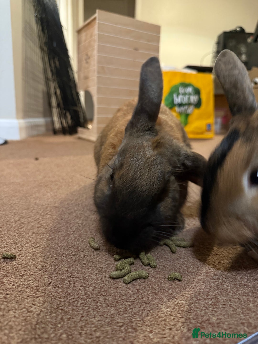 Mixed Breed rabbits for sale: 2 beautiful rabbits  - Advert 3