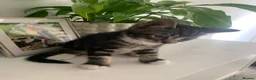 Mixed Breed cats for sale: 2 kittens 1 tux 1 tabby  - Advert 6