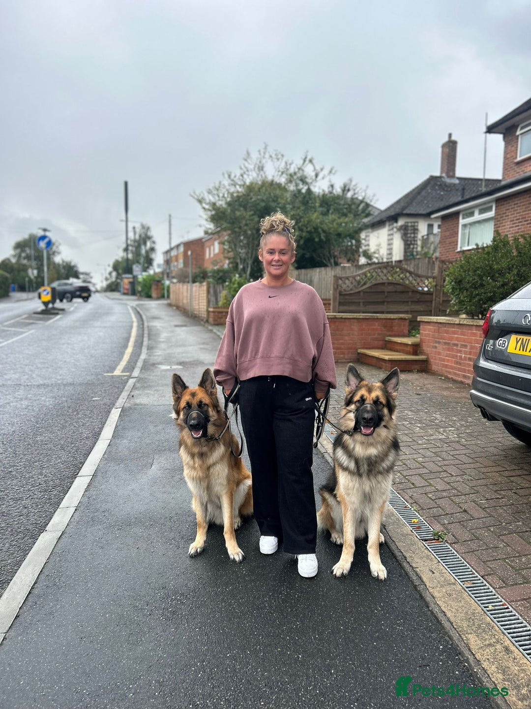 German Shepherd dogs for sale: Beautiful brothers  - Image 1