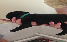 Labrador Retriever dogs for sale: Labrador pups kc registered *1 boy left* in Edinburgh - Image 11