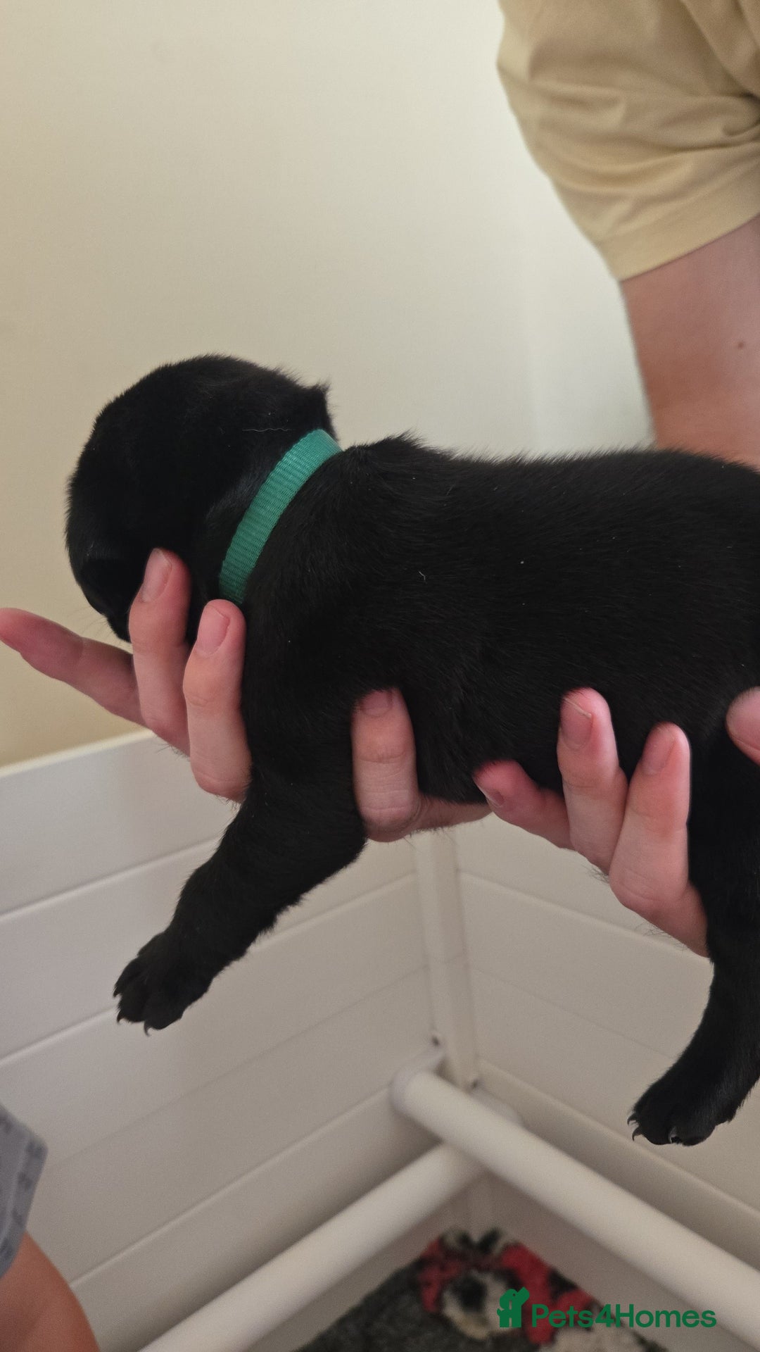Labrador Retriever dogs for sale: Labrador pups kc registered *1 boy left* in Edinburgh - Image 11