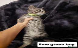 Mixed Breed cats for sale: Beautiful siver tabby kittens  - Image 12