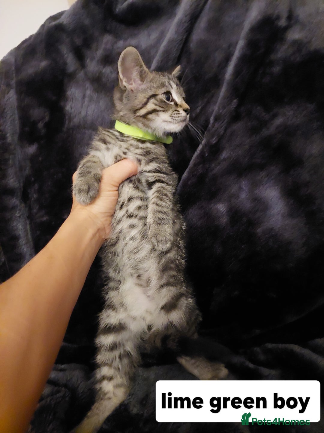 Mixed Breed cats for sale: Beautiful siver tabby kittens  - Image 12