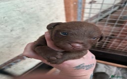 Patterdale Terrier dogs for sale: Patterdale terriers - Image 9