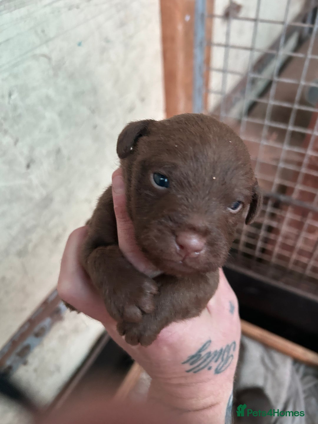 Patterdale Terrier dogs for sale: Patterdale terriers - Image 9