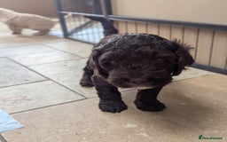Cockapoo dogs for sale: F1B CHOCOLATE BROWN MERLE FEMALE COCKAPOO - Image 10