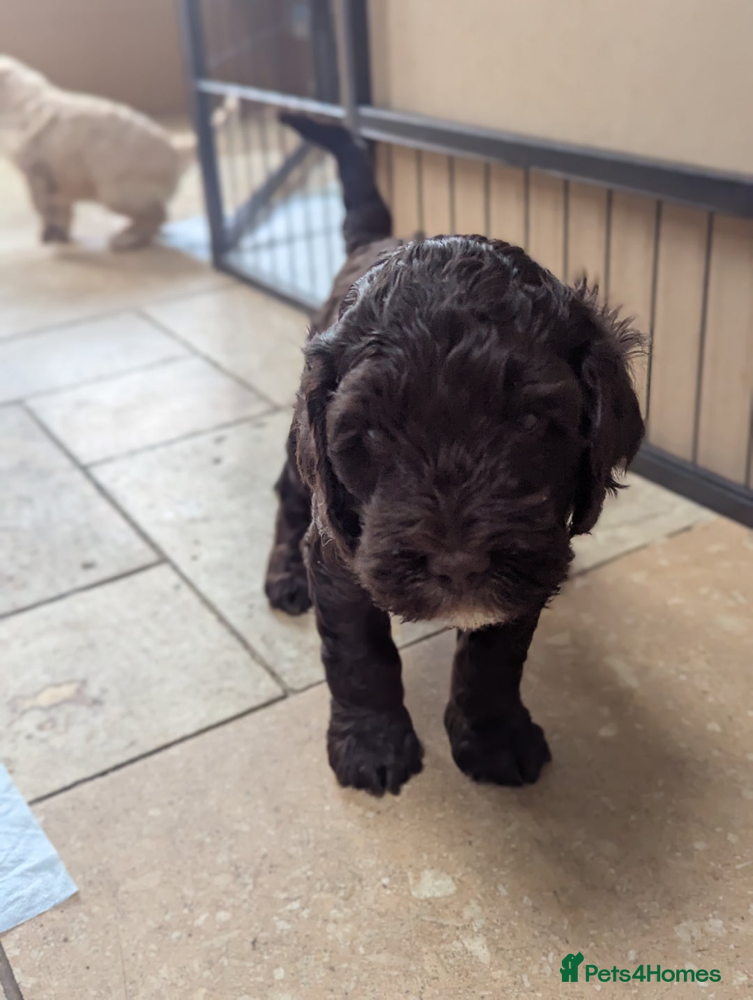 Cockapoo dogs for sale: F1B CHOCOLATE BROWN MERLE FEMALE COCKAPOO - Image 10
