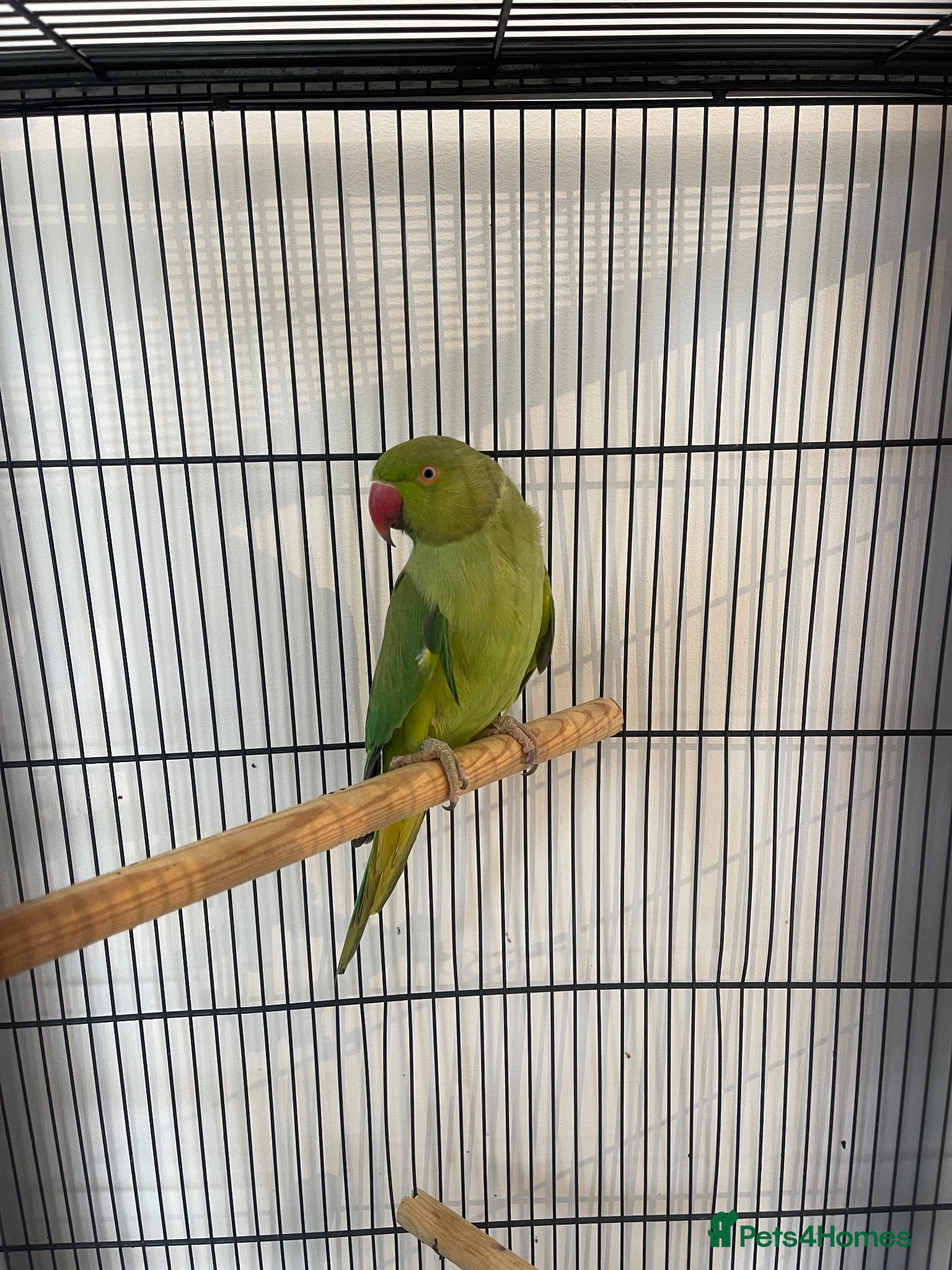 Ringnecks birds Ringneck parrot and set up. - Advert 1