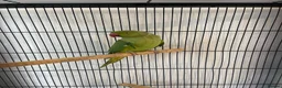Ringnecks birds for sale: Ringneck parrot and set up. in Bournemouth - Advert 1