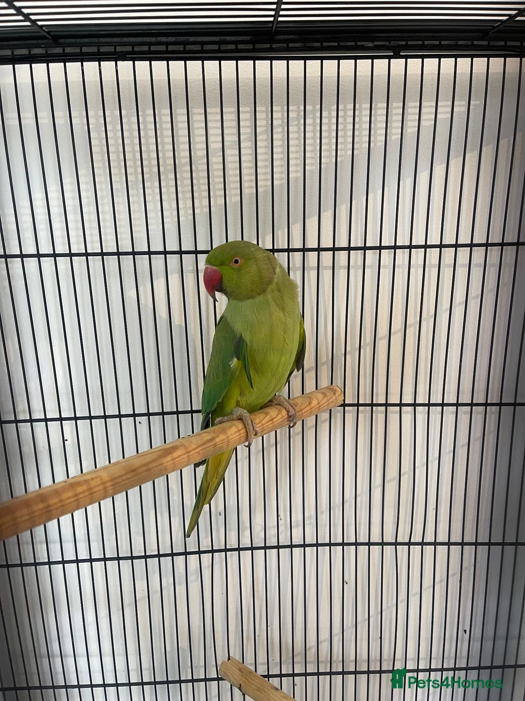 Ringnecks birds for sale: Ringneck parrot and set up. in Bournemouth - Advert 1